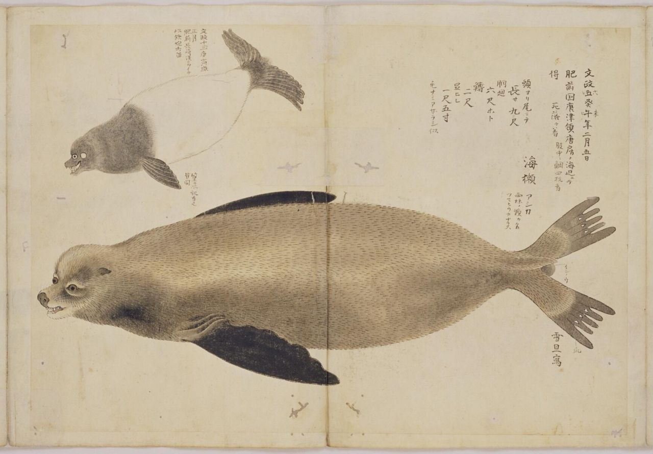 Dibujo de 1822 de un león marino que apareció muerto junto al mar en la aldea de Tōbō, Matsuura, en la provincia de Hizen, la actual ciudad de Karatsu en la prefectura de Saga; realizado por el pintor oficial del dominio de Karatsu, Hasegawa Settan. (Cortesía del Archivo Digital de los Archivos Nacionales de Japón)