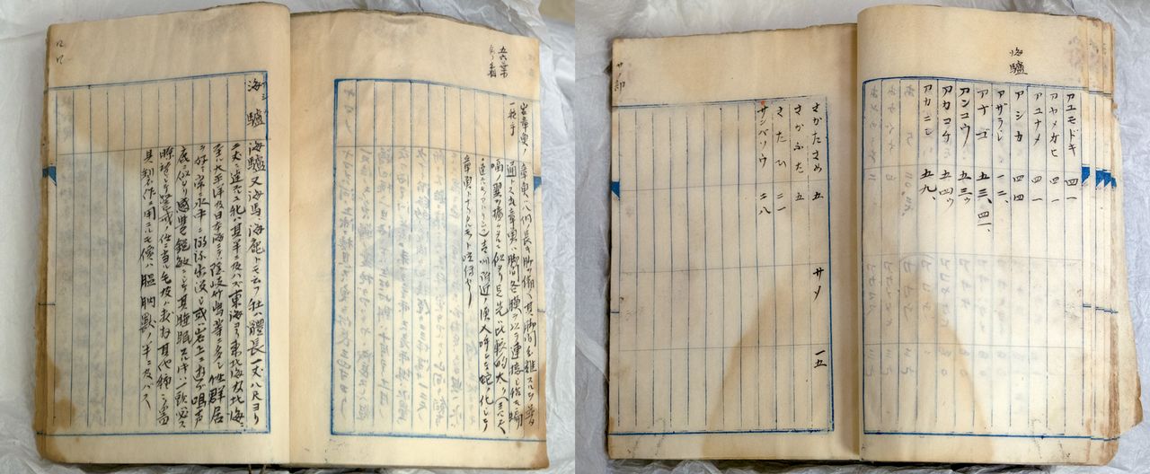 En una caja de pertenencias de su bisabuelo encontró una anotación sobre un “león marino” en un cuaderno. (© Michiko Hayashi)