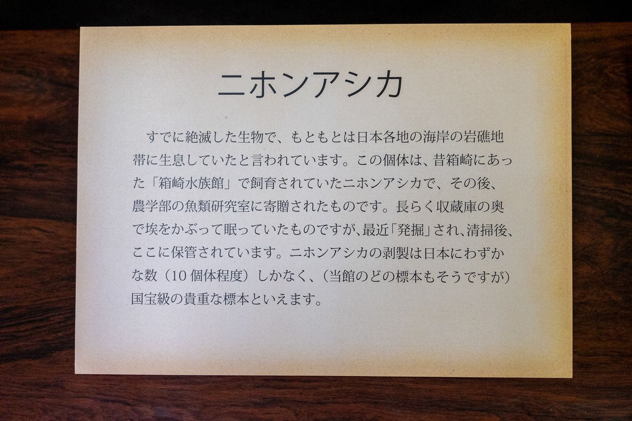 Placa creada para la exposición en el museo. (© Michiko Hayashi)