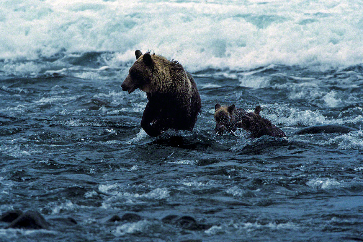 Una osa acompañada de dos crías captura salmones y truchas en un río.