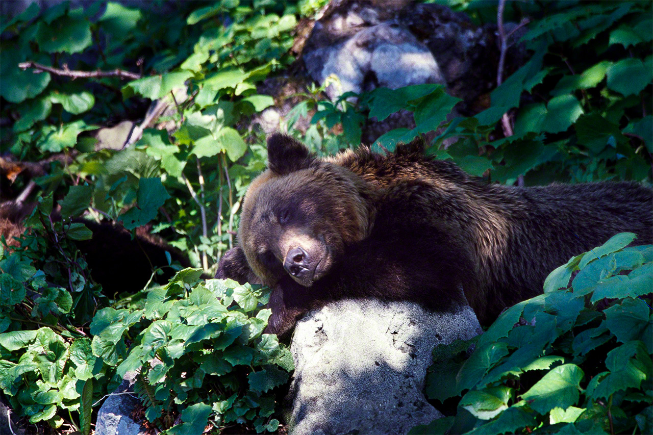 Un oso pardo en pleno sueño.