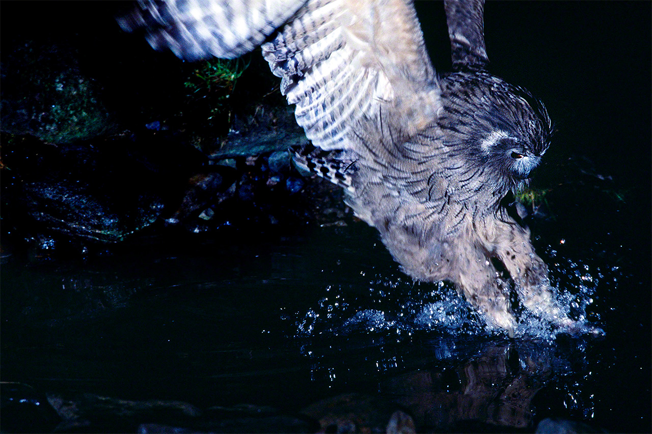 Un búho de Blakiston atrapa una presa hundiendo sus garras en las aguas de un río.