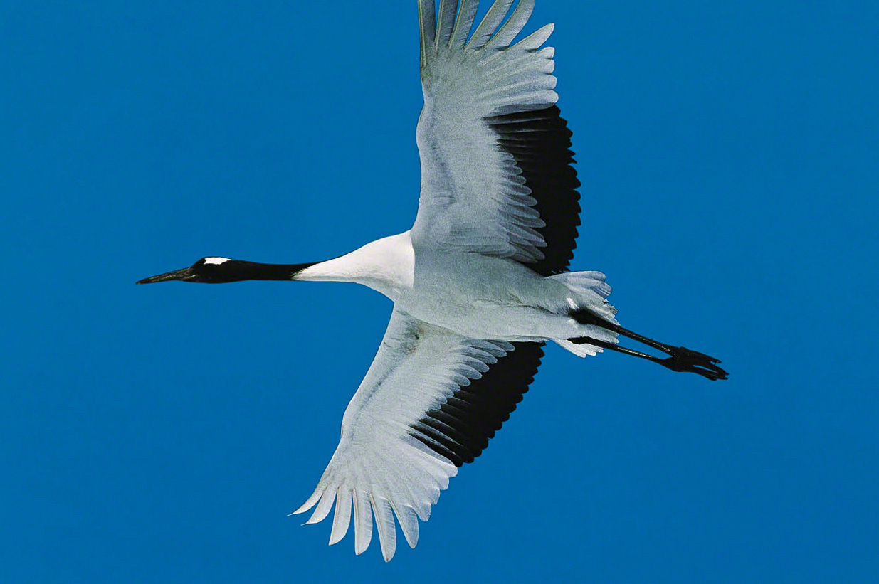 Una grulla de coronilla roja surcando los cielos.　