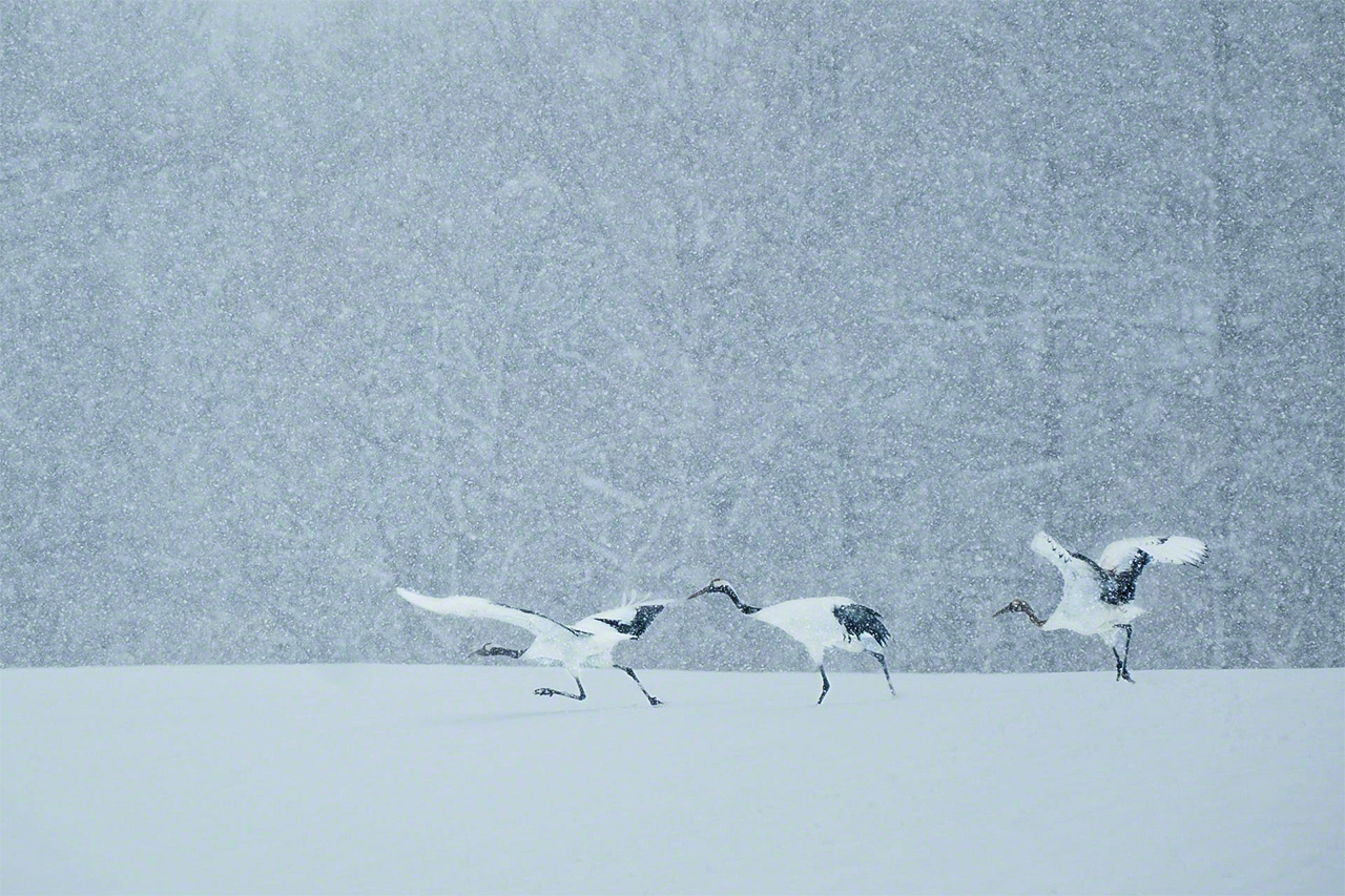 Una familia de grullas emprende el vuelo en medio de una nevada.