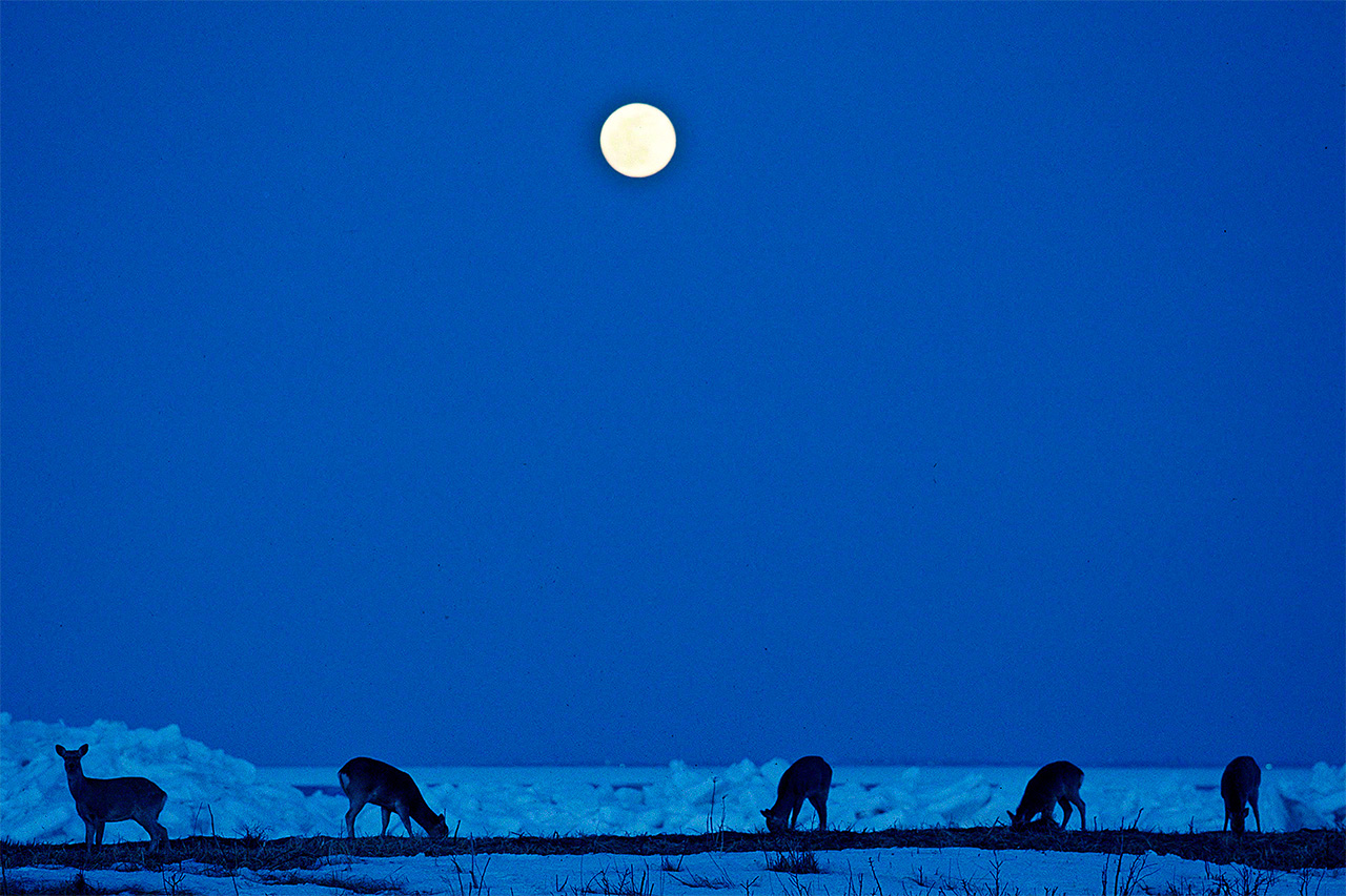 Ciervos ezoshika una noche de luna llena.