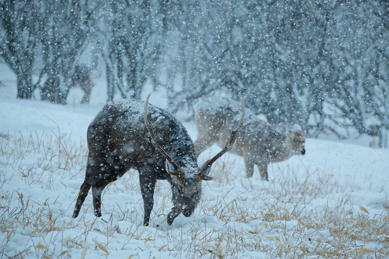 Ciervos ezoshika buscan raíces en los campos nevados. 