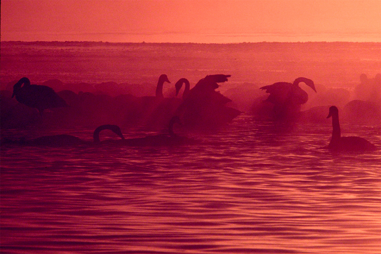Cisnes una mañana de invierno.