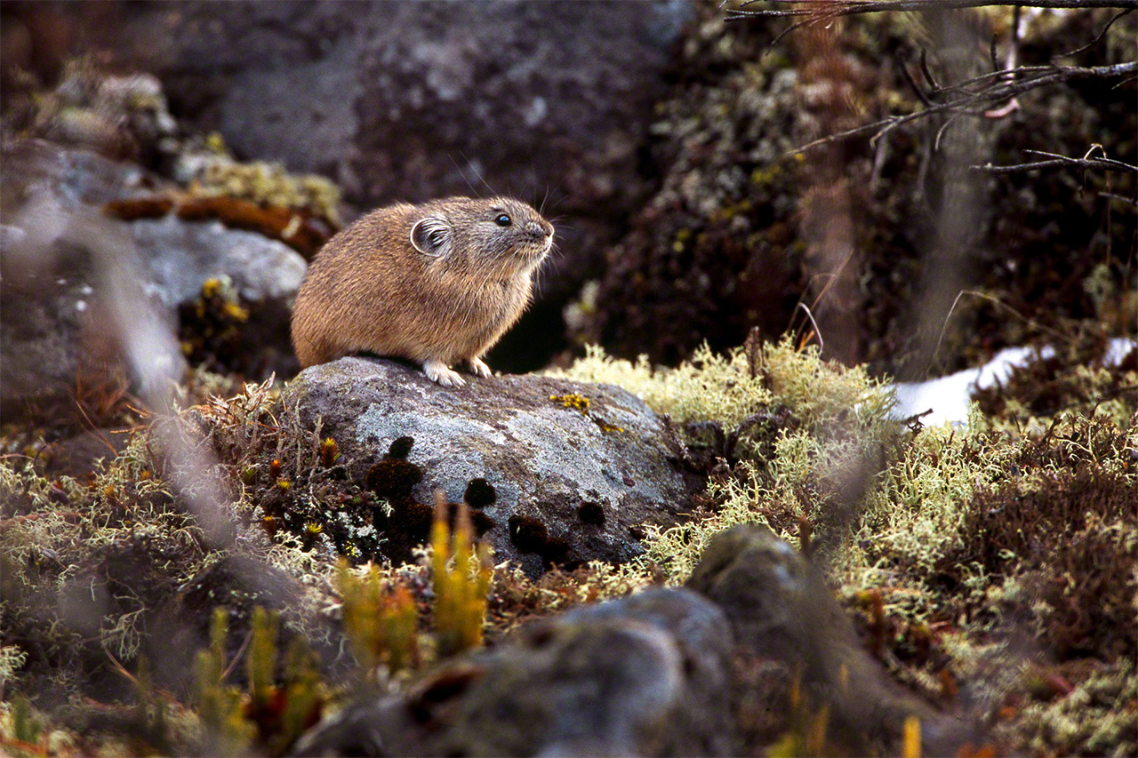 El nakiusagi, una especie de conejo de roca de la familia Ochotonidae, vive en los roquedos de las zonas altas de lugares como el macizo volcánico de Taisetsuzan o la cordillera de Hidaka.