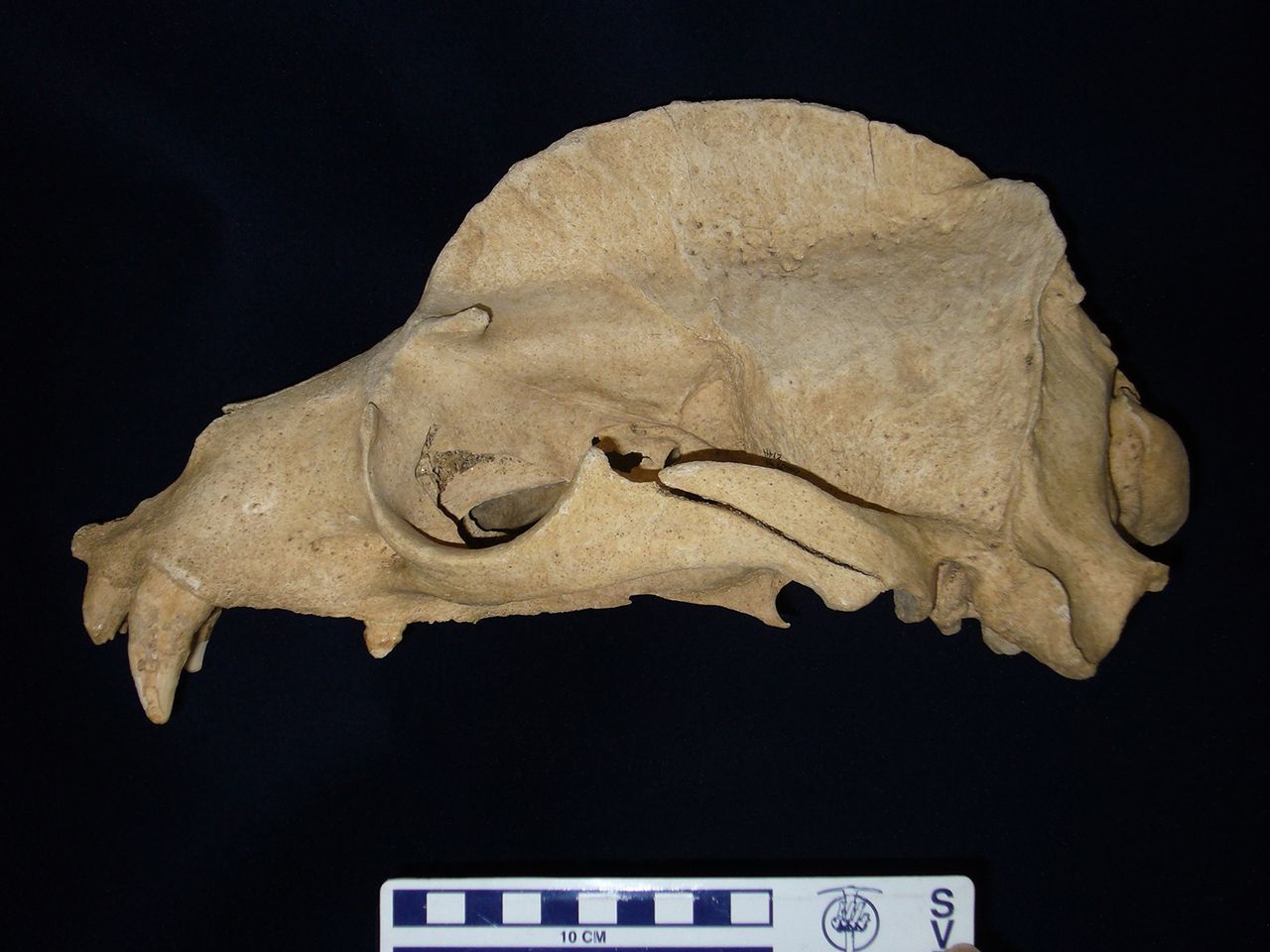 Cráneo de un macho de león marino japonés, excavado en un yacimiento de finales del periodo Jōmon (hace unos 3.200 años) en la isla de Rebun, Hokkaidō, Japón (custodiado por el Instituto de Cultura Funkawan de la ciudad de Date). Se caracteriza por una cresta sagital alta y bien desarrollada. (Imagen cortesía de Kōno Naoki)