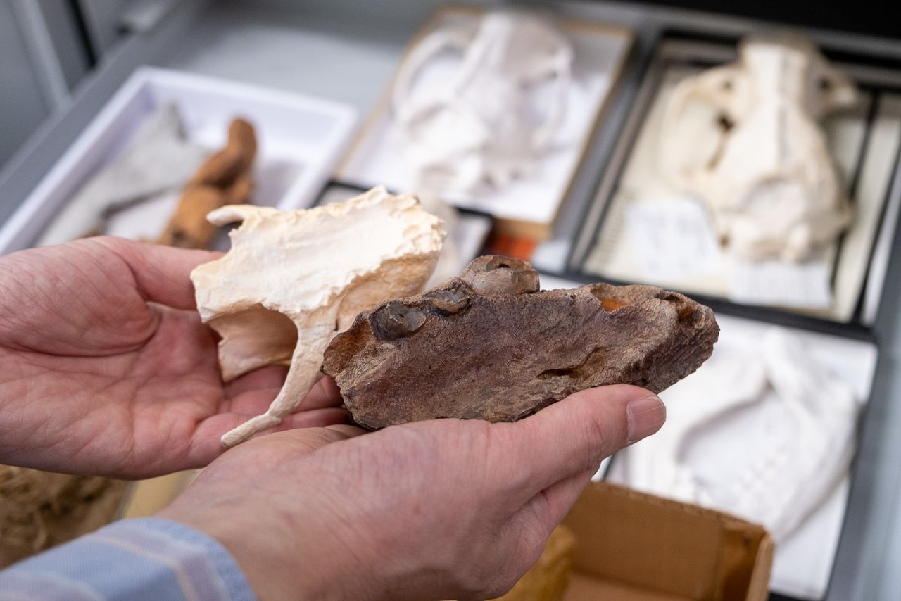 A la izquierda, un tipo de Enaliarctos, género extinto de pinnípedos de hace unos 25 millones de años, y a la derecha, un Oriensarctos de hace unos 800.000 años, excavado en la prefectura de Chiba. Ambos son paladares de animales adultos, con características evolutivas de los leones marinos, que un gran tamaño corporal adaptado a vivir en el mar: han pasado de dos raíces dentarias a una sola. (© Michiko Hayashi)