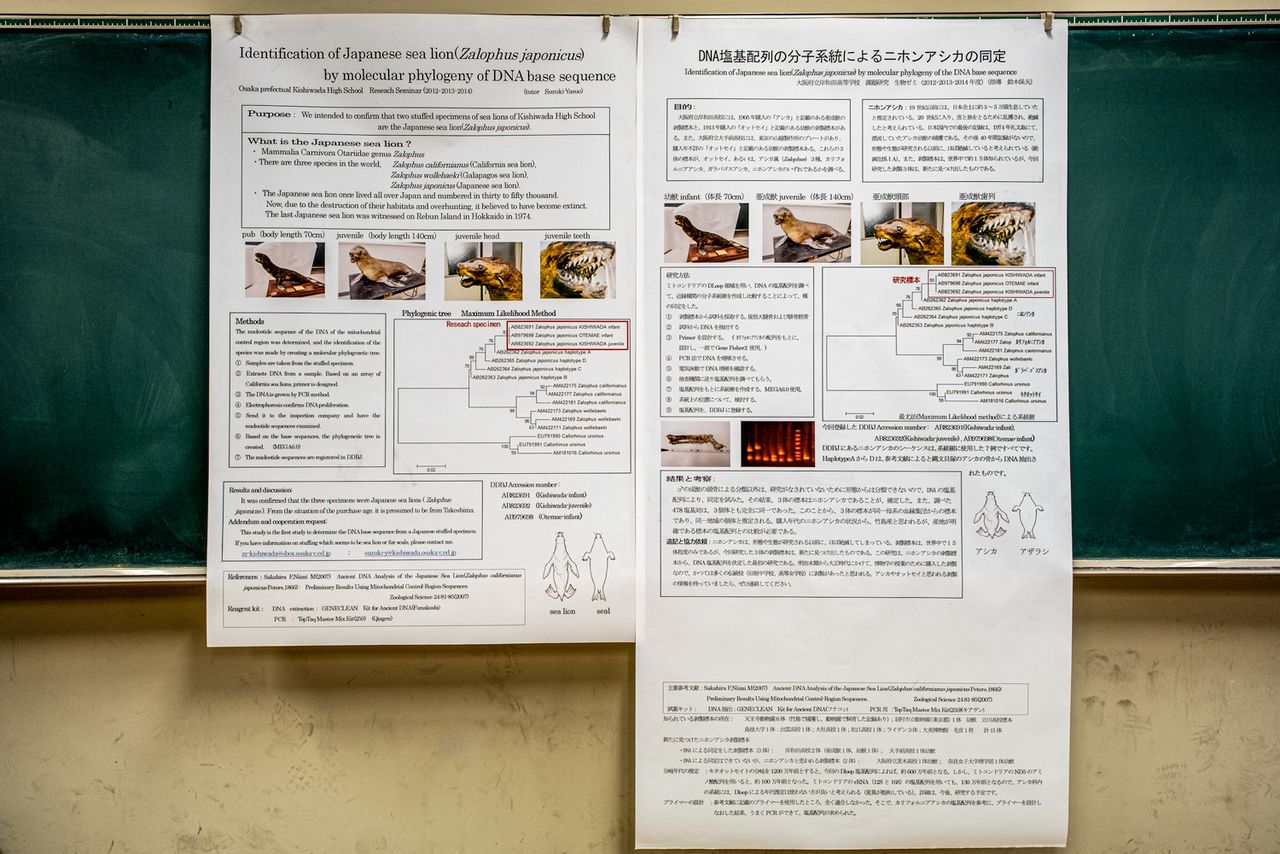 Identificación de un ejemplar disecado de león marino japonés mediante filogenia molecular de secuencias de ADN; obtuvo el Gran Premio en el Congreso de la Sociedad de Mastozoología de Japón de 2014 por presentación en póster a cargo de estudiantes de secundaria y bachillerato. Ese mismo año también recibió un premio a la excelencia en el Congreso de la Sociedad Zoológica de Japón. (© Michiko Hayashi)