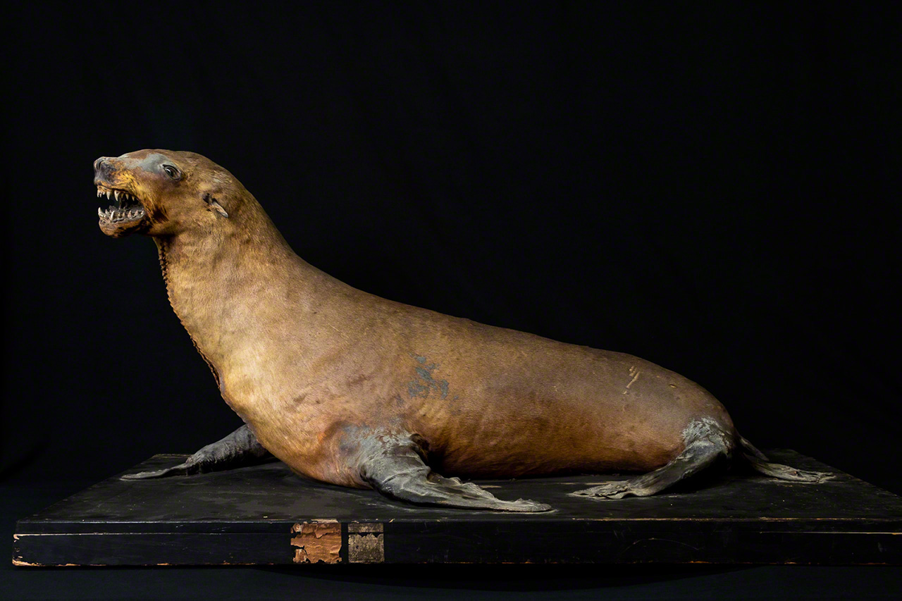 Joven leona marina disecada, adquirida en 1905. Mientras que los ejemplares de taxidermia suelen fabricarse solo con la piel y un interior de varillas y relleno, este ejemplar disecado contiene la mitad anterior del cráneo, los dientes, las orejas, las garras y los huesos de las extremidades posteriores originales, tal y como era el animal cuando estaba vivo. (© Michiko Hayashi)