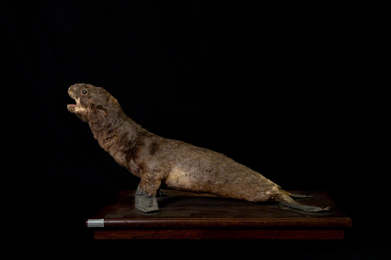 Adquirido en 1913. Etiquetado como “oso marino”, pero identificado como león marino japonés. (© Michiko Hayashi)