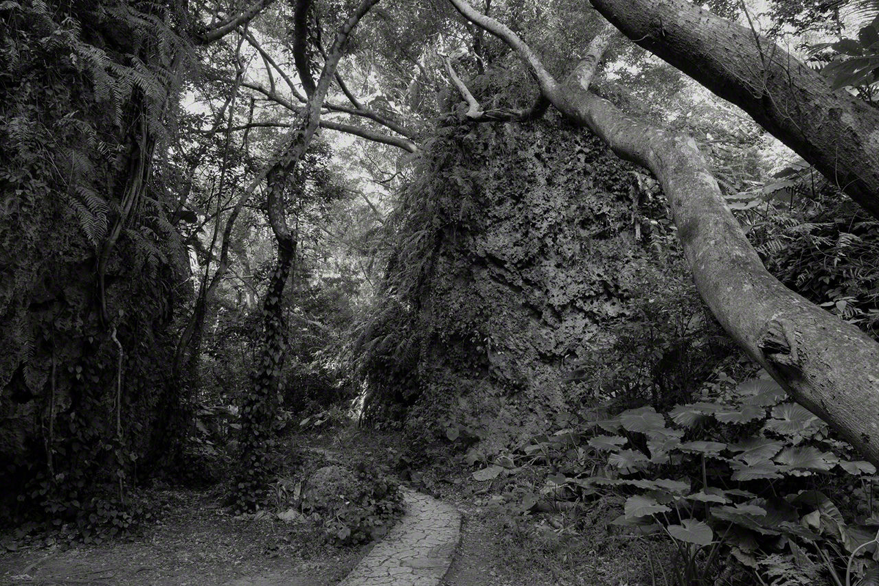 Los helechos extienden sus raíces en la piedra caliza de este paisaje sacro. Fotografía: Ōsaka Hiroshi.
