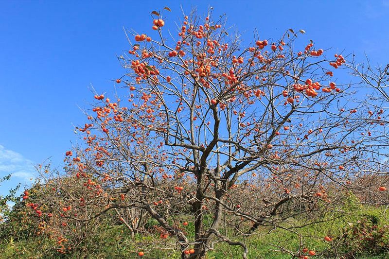 Un árbol de caqui en la ciudad de Date. Fotografía de la Asociación de Turismo y Productos Locales de la prefectura de Fukushima.