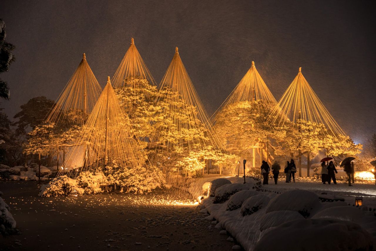 Yukizuri iluminado por la noche en el Kenrokuen. (© Pixta)